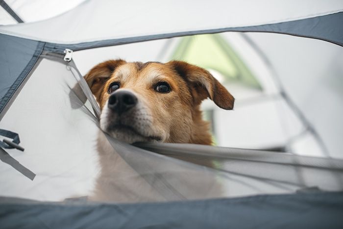 Camping with your Four-Legged Friend